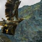 White-tailed eagle